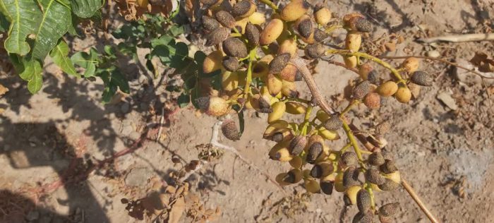 خسارت ۴۰ درصدی گرما و قطع برق به محصول پسته شهرستان انار