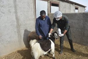 واکسیناسیون رایگان تب برفکی دام سبک و سنگین