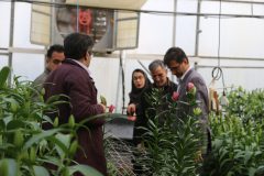 لیلیوم های دانشگاه ولی عصر (عج) رفسنجان تا عید به بازار عرضه می شوند