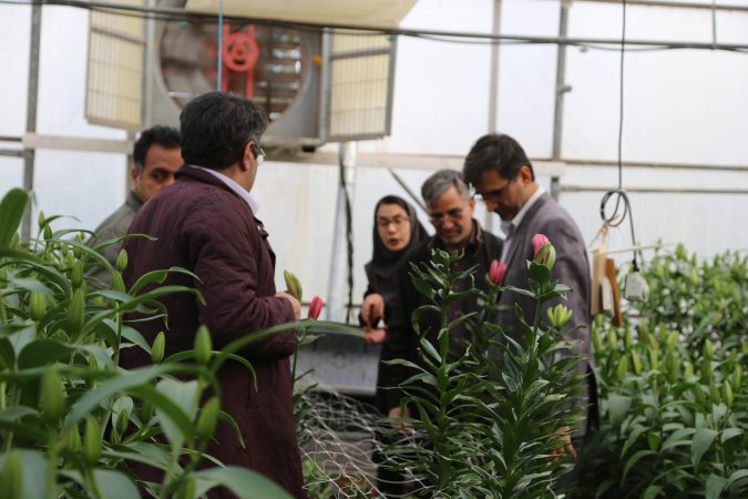 لیلیوم های دانشگاه ولی عصر (عج) رفسنجان تا عید به بازار عرضه می شوند