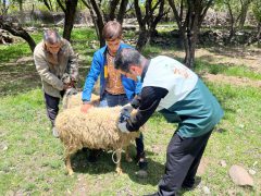 ۵۲ مورد ویزیت رایگان دام‌ وطیور در اردوی جهادی دامپزشکی روستای راویز