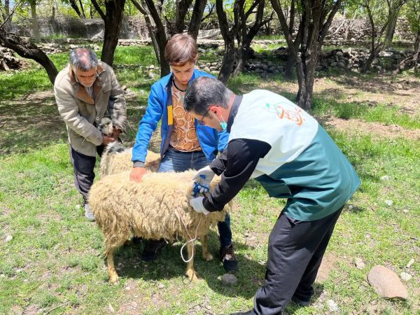 ۵۲ مورد ویزیت رایگان دام‌ وطیور در اردوی جهادی دامپزشکی روستای راویز