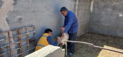 هفته دولت در فردوس؛ کارکنان و جهادگران پای کار سلامت دامداران