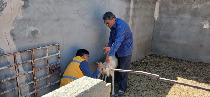 هفته دولت در فردوس؛ کارکنان و جهادگران پای کار سلامت دامداران